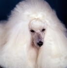 Picture of miniature poodle in show coat
