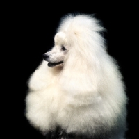 Picture of miniature poodle in show trim