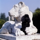 Picture of miniature poodle in the arms of a lion statue