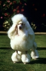 Picture of miniature poodle in the wind