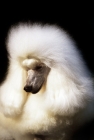 Picture of miniature poodle looking down, portrait