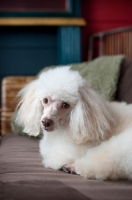 Picture of miniature poodle lying with paws tucked