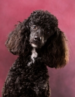 Picture of miniature Poodle on pink background