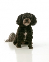 Picture of Miniature Poodle on white background