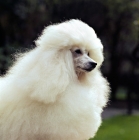 Picture of miniature poodle portrait