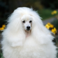 Picture of miniature poodle, portrait