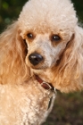 Picture of Miniature poodle, portrait