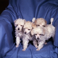 Picture of miniature poodle puppies