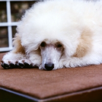 Picture of miniature poodle puppy, apricot