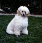 Picture of miniature poodle puppy, miradel