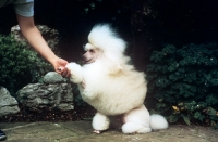 Picture of miniature poodle shaking hands