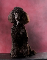 Picture of miniature Poodle sitting on pink background