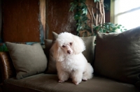 Picture of miniature poodle sitting