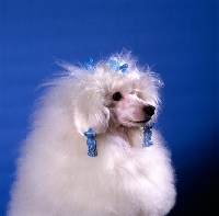 Picture of miniature poodle, snow,  with hair in wraps. See AP-1WR5BF for combed out portrait of snow.