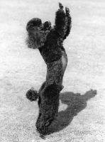 Picture of miniature poodle standing and reaching up