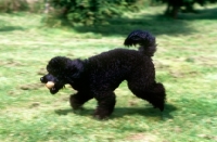 Picture of miniature poodle, undocked, carrying a ball