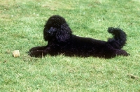 Picture of miniature poodle, undocked, with a ball