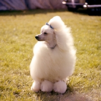 Picture of miniature poodle