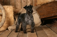 Picture of Miniature Schnauzer in barn