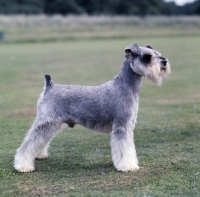 Picture of miniature schnauzer in show coat