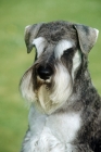 Picture of miniature schnauzer in show trim, portrait