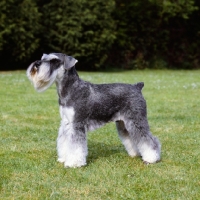 Picture of miniature schnauzer in show trim