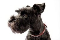 Picture of Miniature Schnauzer in studio, ears up