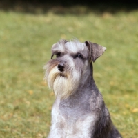 Picture of miniature schnauzer in the wind