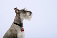 Picture of Miniature Schnauzer looking ahead