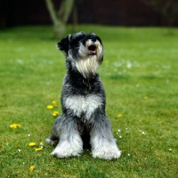 Picture of miniature schnauzer looking up