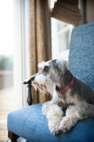 Picture of miniature schnauzer on chair