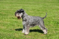 Picture of miniature Schnauzer on grass