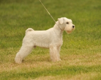 Picture of Miniature Schnauzer on lead
