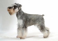 Picture of Miniature Schnauzer on white background