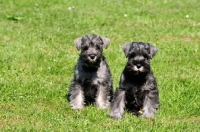 Picture of miniature Schnauzer puppies