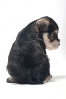 Picture of Miniature Schnauzer puppy, back view