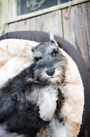 Picture of miniature schnauzer puppy in bed