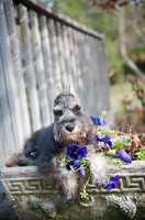 Picture of miniature schnauzer puppy in flower box