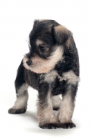 Picture of Miniature Schnauzer puppy in studio