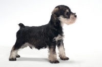 Picture of Miniature Schnauzer puppy, looking ahead