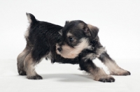 Picture of Miniature Schnauzer puppy, looking away