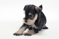 Picture of Miniature Schnauzer puppy, looking away