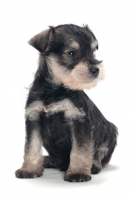 Picture of Miniature Schnauzer puppy, looking away