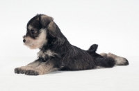 Picture of Miniature Schnauzer puppy lying on white background