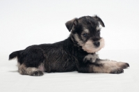 Picture of Miniature Schnauzer puppy lying down