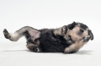 Picture of Miniature Schnauzer puppy on back