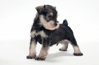 Picture of Miniature Schnauzer puppy on white background