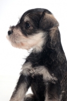 Picture of Miniature Schnauzer puppy portrait