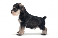 Picture of Miniature Schnauzer puppy, side view