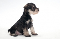 Picture of Miniature Schnauzer puppy, sitting down